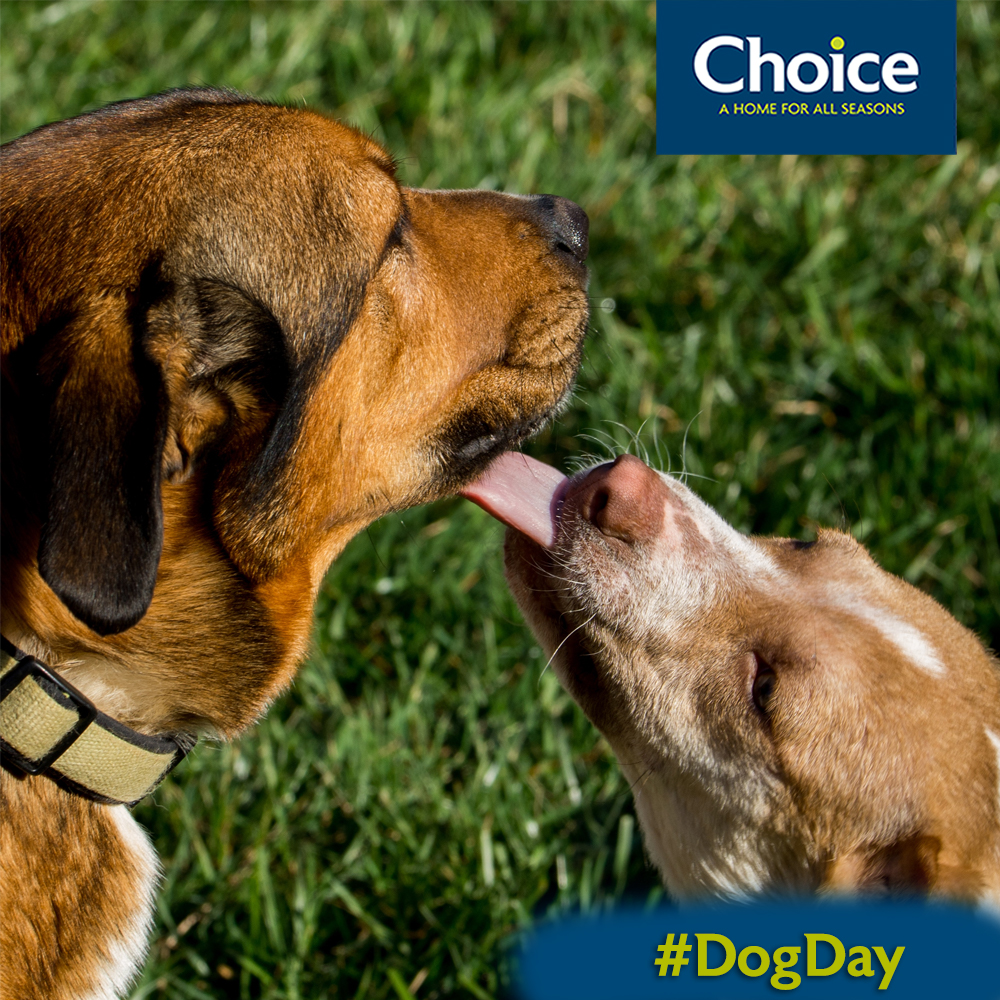 Happy International Dog Day!